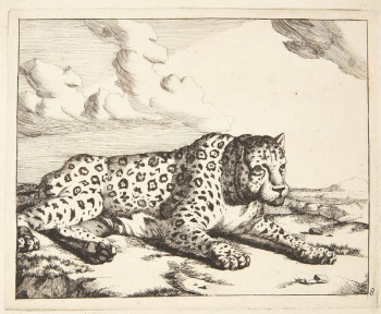 Reclining leopard, facing right by Marcus | Free Photo - rawpixel Reclining leopard, facing right by Marcus | Free Photo - rawpixel