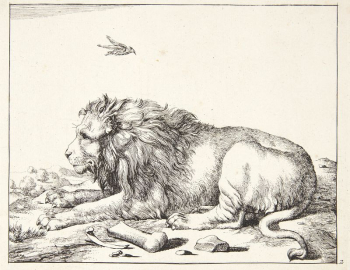 Reclining lion by Marcus de | Free Photo - rawpixel Reclining lion by Marcus de | Free Photo - rawpixel