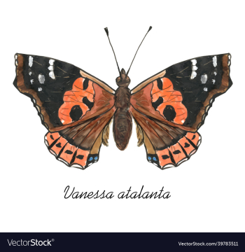 red admiral butterfly with its latin name red admiral butterfly with its latin name