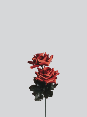 Red and Black Flowers Red and Black Flowers