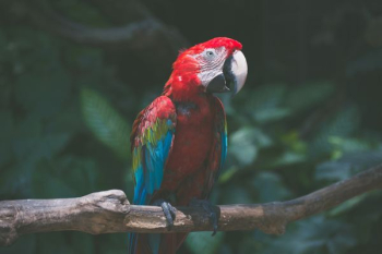 red-and-blue bird red-and-blue bird
