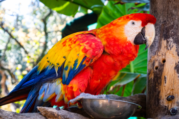 Red And Blue Parrot Red And Blue Parrot
