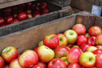 Red-and-green Apples in Brown Wooden Box Red-and-green Apples in Brown Wooden Box