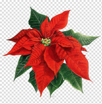 Red and green Christmas flower transparent background PNG clipart