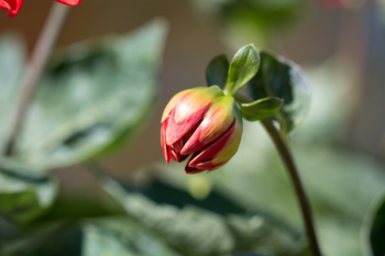 Red and Green Flower Red and Green Flower