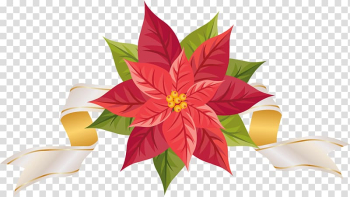 Red and green flowers , Poinsettia , Poinsettia with Ribbon transparent background PNG clipart