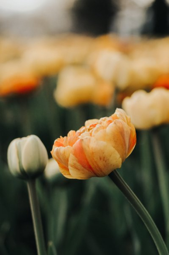 Red And Marbled Orange Flower Petals Red And Marbled Orange Flower Petals