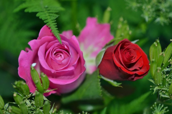 Red and Pin Rosebuds Red and Pin Rosebuds