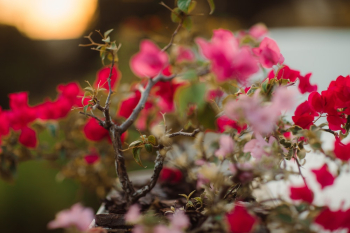 Red and Pink Colored Flowers Red and Pink Colored Flowers