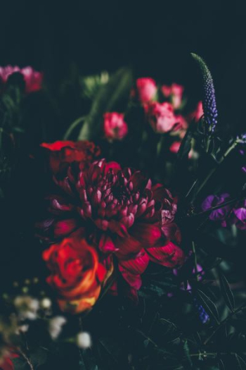 red and pink flowers red and pink flowers