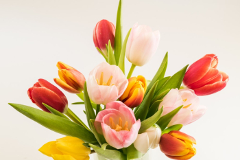 Red and Pink Tulip Flowers Red and Pink Tulip Flowers