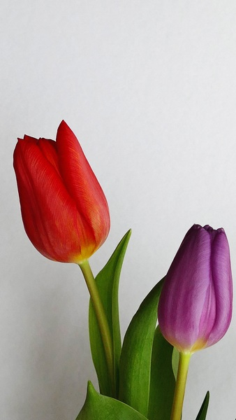 Red and Purple Tulips Red and Purple Tulips