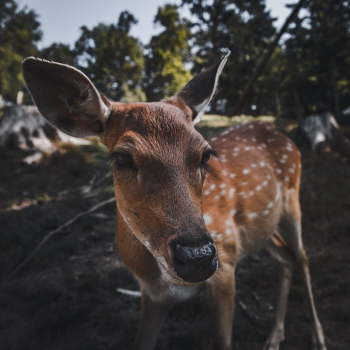 Red and White Deer