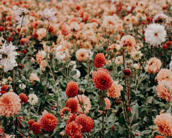 red and white flowers red and white flowers