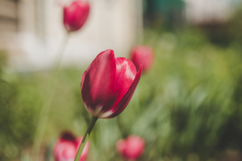 Red and White Tulips Red and White Tulips