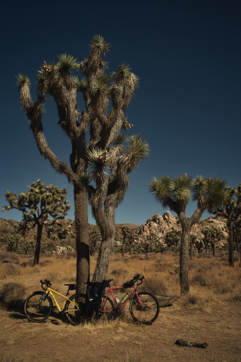 Red and Yellow Bicycles Parked Beside Joshua Tree Red and Yellow Bicycles Parked Beside Joshua Tree