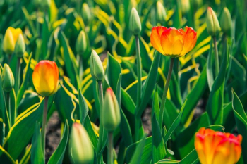 Red And Yellow Tulips Red And Yellow Tulips