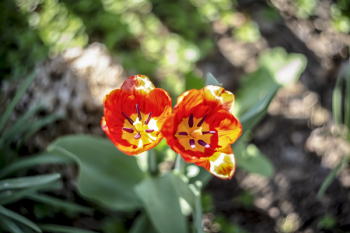 Red-and-yellow Tulips in Closeup Photo Red-and-yellow Tulips in Closeup Photo