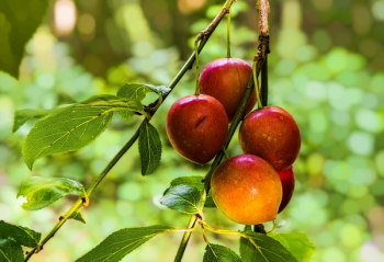 Red Apple Red Apple