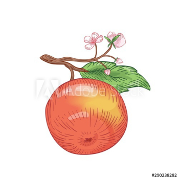 Red apple hand drawn vector illustration Red apple hand drawn vector illustration