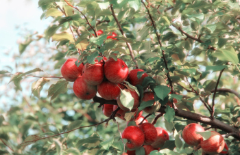 Red Apples Red Apples