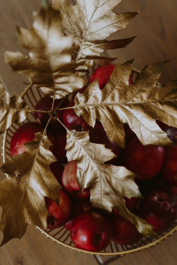 Red apples and golden oak leaves Red apples and golden oak leaves