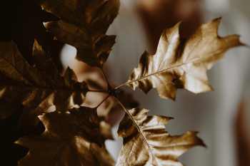 Red apples and golden oak leaves Red apples and golden oak leaves