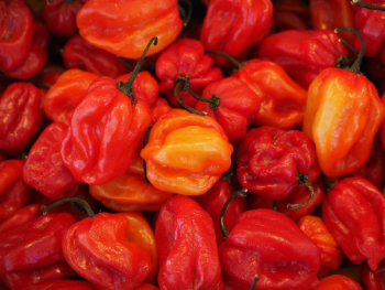 Red Bell Pepper Red Bell Pepper