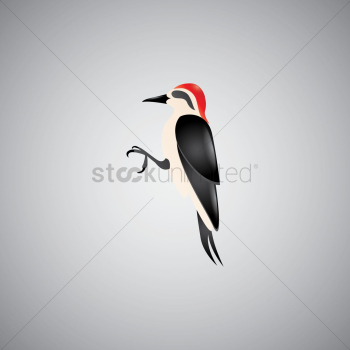 Red-bellied woodpecker Red-bellied woodpecker