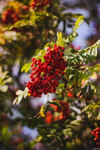 Red Berries on Tree Red Berries on Tree