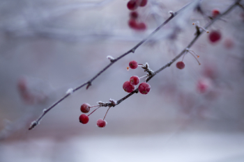 Red Berry Fruit Red Berry Fruit