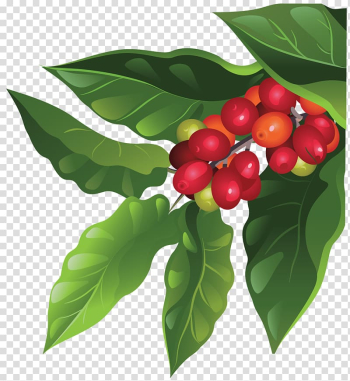 Red berry fruits illustration, Coffee bean Berry Arabica coffee Fruit, plants transparent background PNG clipart