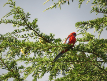 Red Bird on Tree Red Bird on Tree