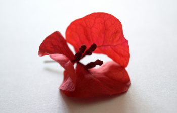 Red Bougainvillea Flower
