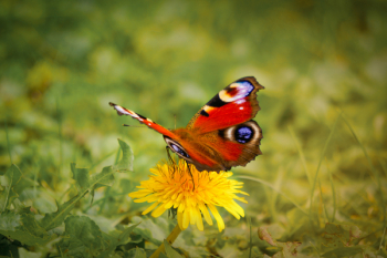 Red, Brown, and Black Butterfly on Yellow Daisy Flower Red, Brown, and Black Butterfly on Yellow Daisy Flower