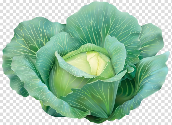 Red cabbage Leaf vegetable , vegetable transparent background PNG clipart Red cabbage Leaf vegetable , vegetable transparent background PNG clipart