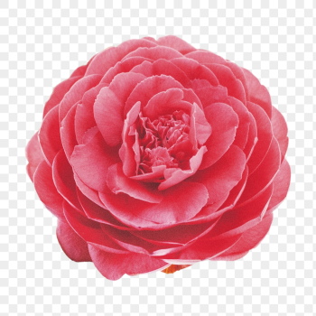 Red camellia png, flower clipart, | Free PNG - rawpixel