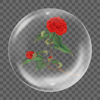 Red camellia png sticker bubble | Free PNG - rawpixel