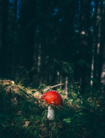 red cap mushroom surrounded by grass in forest red cap mushroom surrounded by grass in forest