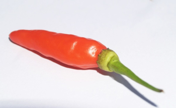 Red Chili Red Chili