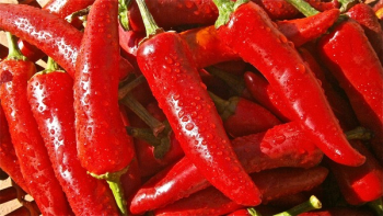 Red Chili Red Chili