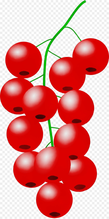 red clip art currant fruit plant red clip art currant fruit plant