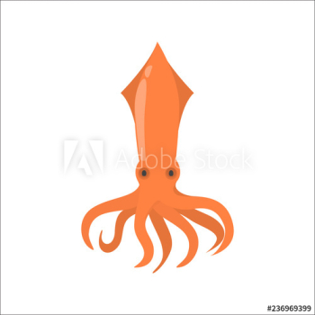 Red color squid animal from the sea Red color squid animal from the sea