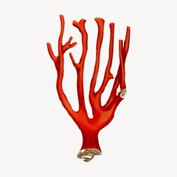Red coral clipart, sea life | Free Photo - rawpixel