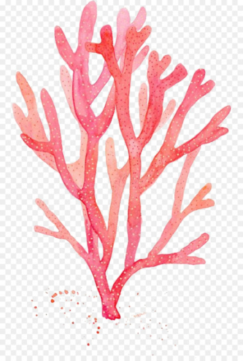 Red Coral Watercolor painting Drawing Algae - painting Red Coral Watercolor painting Drawing Algae - painting