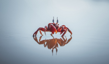 Red Crab Red Crab