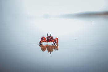 Red Crab Red Crab