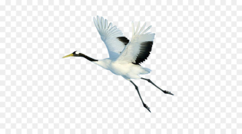 Red-crowned crane Bird Flight - Flying white crane Red-crowned crane Bird Flight - Flying white crane