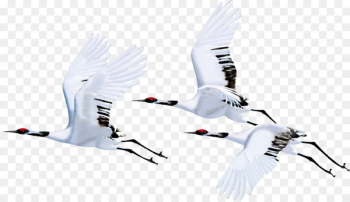 Red-crowned crane Bird Flight Siberian crane - white crane Red-crowned crane Bird Flight Siberian crane - white crane