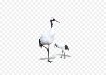 Red-crowned crane Bird Goose - White Crane Red-crowned crane Bird Goose - White Crane